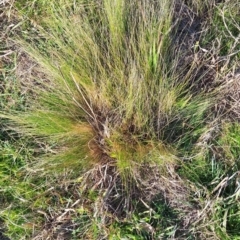 Nassella trichotoma at Yarralumla, ACT - 28 Jul 2024