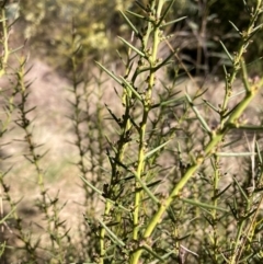 Daviesia genistifolia (Broom Bitter Pea) at Watson, ACT - 29 Jul 2024 by waltraud