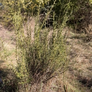 Daviesia genistifolia at Watson, ACT - 29 Jul 2024 11:17 AM