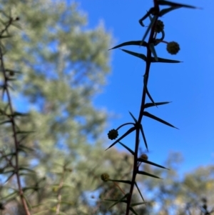 Acacia ulicifolia at Watson, ACT - 29 Jul 2024