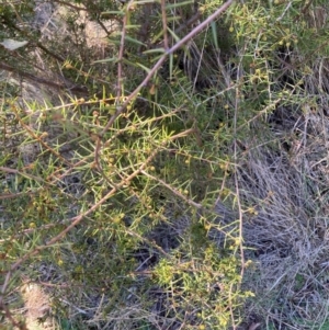 Acacia ulicifolia at Watson, ACT - 29 Jul 2024