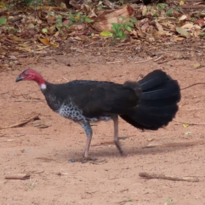 Alectura lathami (Australian Brush-turkey) at Somerset, QLD - 30 Jul 2024 by lbradley