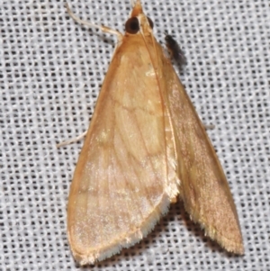 Paliga (genus) at suppressed - 9 Mar 2024