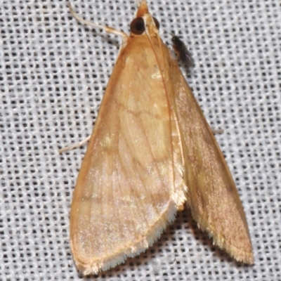 Paliga (genus) (A Crambid moth (Pyraustinae)) by PJH123