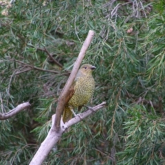 Ptilonorhynchus violaceus (Satin Bowerbird) at Richardson, ACT - 31 Jan 2021 by MB