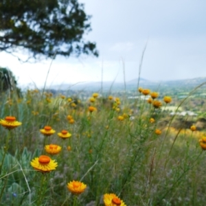 Xerochrysum viscosum at Theodore, ACT - 2 Dec 2021