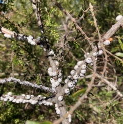 Cryptes baccatus (Wattle Tick Scale) at Watson, ACT - 29 Jul 2024 by waltraud