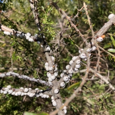 Cryptes baccatus (Wattle Tick Scale) at Watson, ACT - 29 Jul 2024 by waltraud