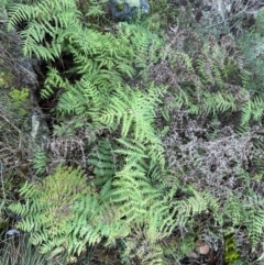 Histiopteris incisa at Campbell, ACT - 28 Jul 2024