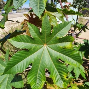 Ricinus communis at Mitchell, ACT - 30 Jul 2024