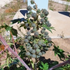 Ricinus communis at Mitchell, ACT - 30 Jul 2024