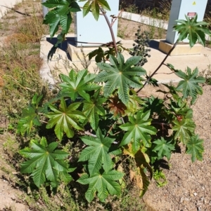 Ricinus communis at Mitchell, ACT - 30 Jul 2024