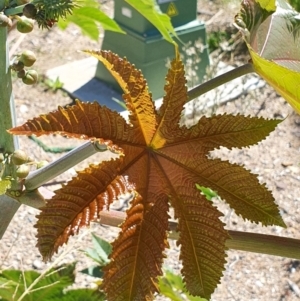 Ricinus communis at Mitchell, ACT - 30 Jul 2024