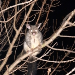 Trichosurus vulpecula (Common Brushtail Possum) at Richardson, ACT - 28 Aug 2021 by MB