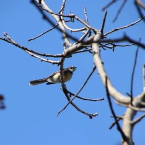 Rhipidura albiscapa at Richardson, ACT - 3 Sep 2021