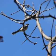 Rhipidura albiscapa at Richardson, ACT - 3 Sep 2021