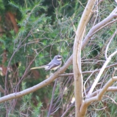 Rhipidura albiscapa at Richardson, ACT - 3 Sep 2021