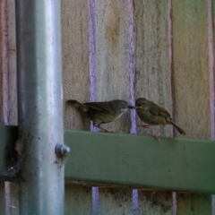 Sericornis frontalis (White-browed Scrubwren) at Richardson, ACT - 30 Dec 2021 by MB