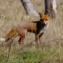 Vulpes vulpes (Red Fox) at Strathnairn, ACT - 30 Jul 2024 by Kurt