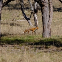 Vulpes vulpes at Strathnairn, ACT - 30 Jul 2024 01:53 PM