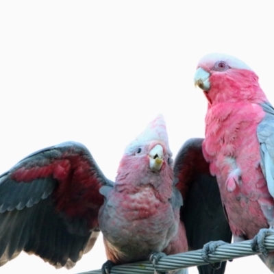 Eolophus roseicapilla (Galah) at Richardson, ACT - 30 Dec 2021 by MB