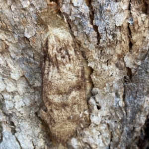 Chelepteryx collesi at Watson, ACT - 29 Jul 2024