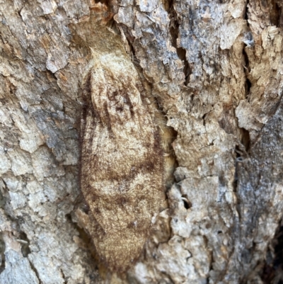 Chelepteryx collesi (White-stemmed Gum Moth) at Watson, ACT - 29 Jul 2024 by waltraud