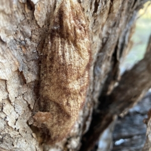 Chelepteryx collesi at Watson, ACT - 29 Jul 2024 03:57 PM