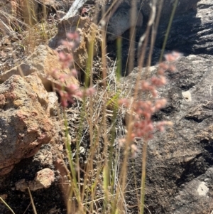 Juncus sp. at Bowen, QLD - 26 Jul 2024 02:15 PM