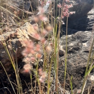 Juncus sp. at Bowen, QLD - 26 Jul 2024 02:15 PM