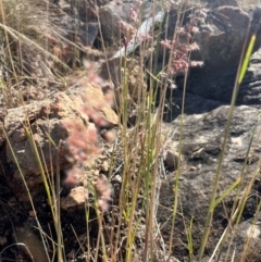 Juncus sp. at Bowen, QLD - 26 Jul 2024 02:15 PM