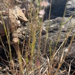 Juncus sp. at Bowen, QLD - 26 Jul 2024 02:15 PM