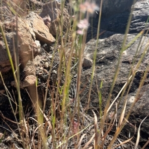 Juncus sp. at Bowen, QLD - 26 Jul 2024 02:15 PM