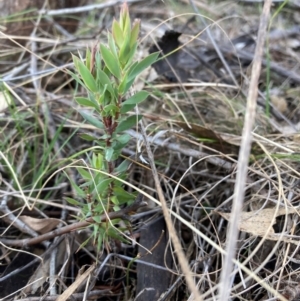 Styphelia triflora at Watson, ACT - 29 Jul 2024 04:22 PM