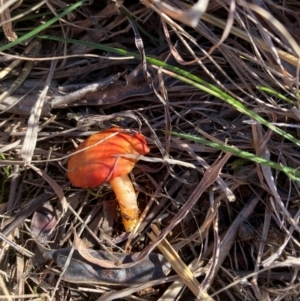 zz agaric (stem; gill colour unknown) at Watson, ACT - 29 Jul 2024