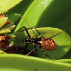 Pristhesancus plagipennis (Bee Killer Assassin Bug) at Somerset, QLD - 30 Jul 2024 by lbradley