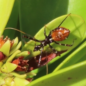 Pristhesancus plagipennis at Somerset, QLD - 30 Jul 2024 10:54 AM