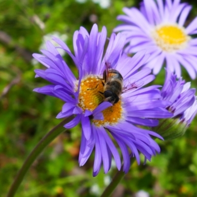 Brachyscome sp. (Cut-leaf Daisy) at Cotter River, ACT - 4 Jan 2022 by MB