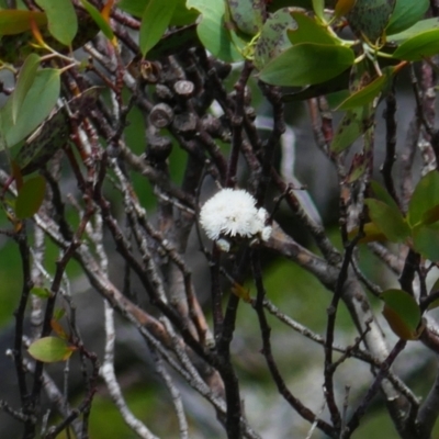 Eucalyptus pauciflora subsp. debeuzevillei (A Snow Gum) at Cotter River, ACT - 4 Jan 2022 by MB