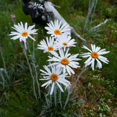 Celmisia tomentella (Common Snow Daisy) at Cotter River, ACT - 4 Jan 2022 by MB