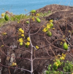 Cochlospermum gillivraei (Kapok Bush) at Somerset, QLD - 30 Jul 2024 by lbradley