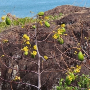 Cochlospermum gillivraei at Somerset, QLD - 30 Jul 2024