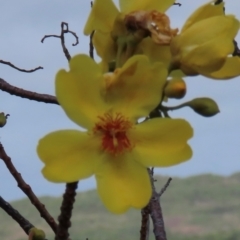 Cochlospermum gillivraei at Somerset, QLD - 30 Jul 2024