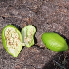 Cochlospermum gillivraei at Somerset, QLD - 30 Jul 2024