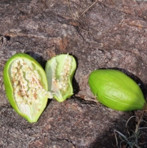 Cochlospermum gillivraei at Somerset, QLD - 30 Jul 2024