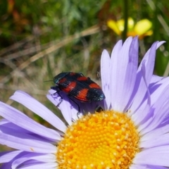 Castiarina (genus) (Unidentified Castiarina jewel beetle) at Cotter River, ACT - 4 Jan 2022 by MB