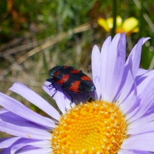 Castiarina sp. (genus) at Cotter River, ACT - 4 Jan 2022