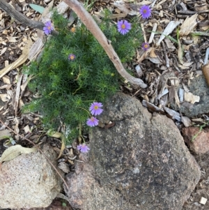 Brachyscome multifida at Garran, ACT - 30 Jul 2024 03:57 PM