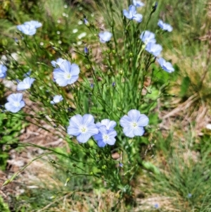 Linum marginale at Cotter River, ACT - 4 Jan 2022 01:27 PM