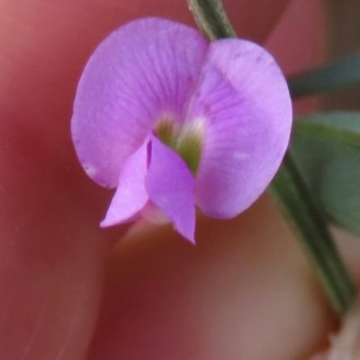 Tephrosia sp. at Somerset, QLD - 30 Jul 2024 by lbradley